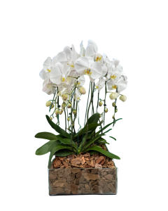 Arranjo Especial de Orquídeas Brancas